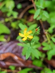 Hypericum thesiifolium