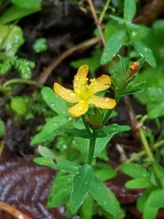 Hypericum thesiifolium