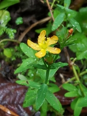 Hypericum thesiifolium