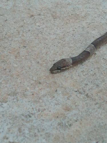 Black-banded Cat-eyed Snake