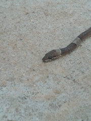 Leptodeira nigrofasciata