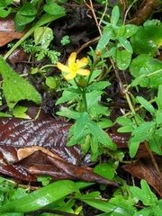 Hypericum thesiifolium