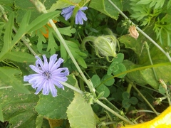 Cichorium intybus