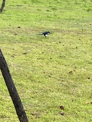 Pica serica