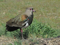 Vanellus chilensis