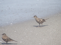 Cinclodes taczanowskii