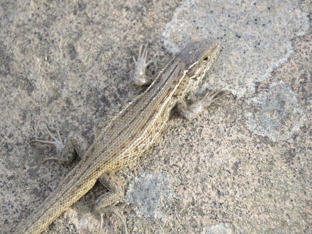 Bibron's Tree Iguana