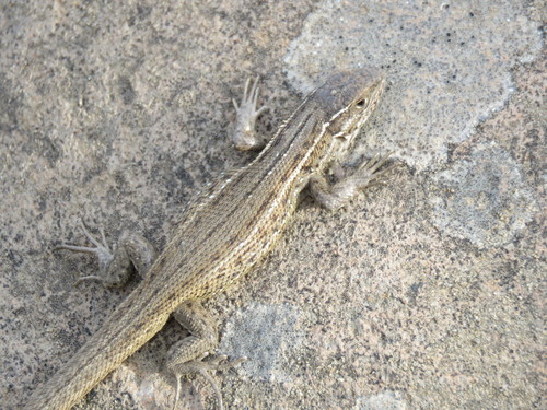 Bibron's Tree Iguana
