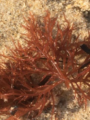 Sarcodiotheca