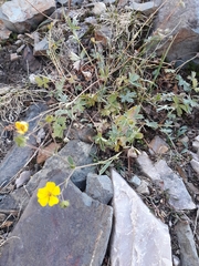 Potentilla concinna