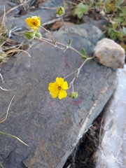 Potentilla concinna