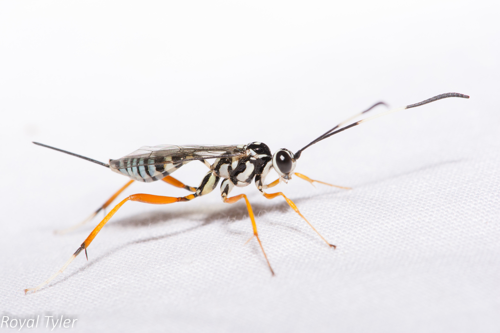 Messatoporus compressicornis