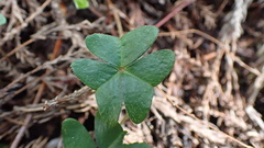 Oxalis