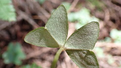 Oxalis