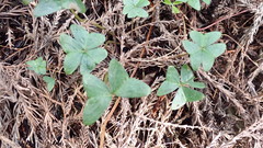 Oxalis