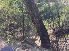 Citharexylum montevidense