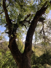 Citharexylum montevidense
