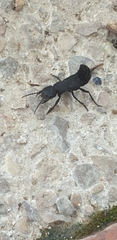 Ocypus olens