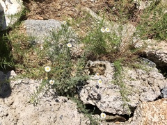 Erigeron oreophilus