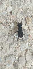 Ocypus olens
