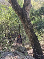 Citharexylum montevidense