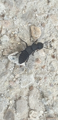 Ocypus olens