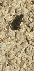 Ocypus olens