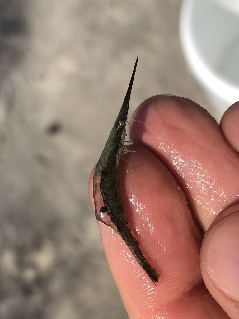 arrow shrimp