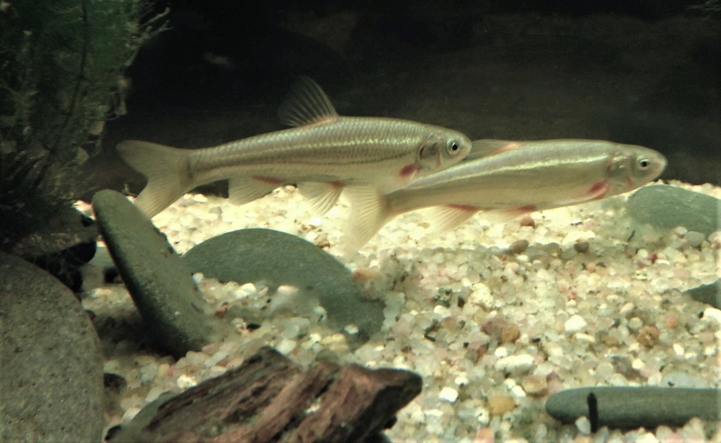 Bermejuela (Achondrostoma arcasii) — Cyprinidae