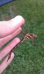 Aeshna umbrosa umbrosa