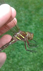 Aeshna umbrosa umbrosa