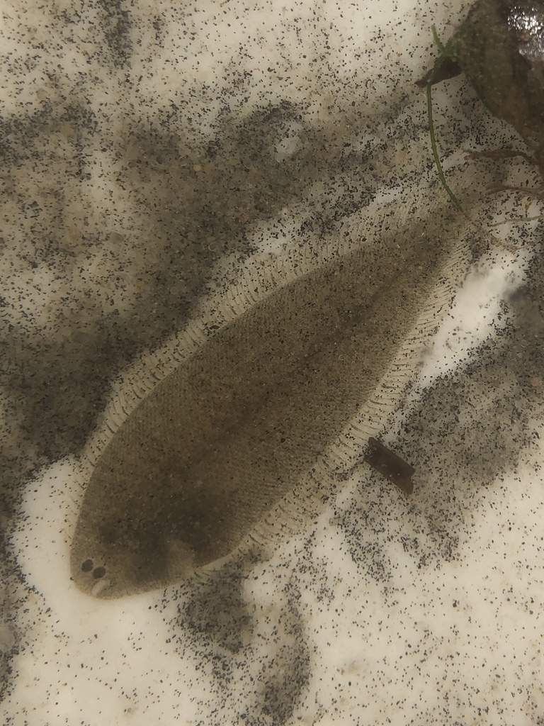 Longtail tonguesole (Symphurus pelicanus) — Cynoglossidae