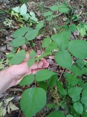 Hylodesmum glutinosum