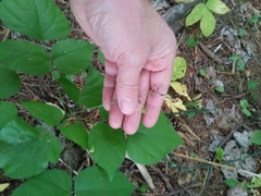 Hylodesmum glutinosum