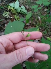 Hylodesmum glutinosum