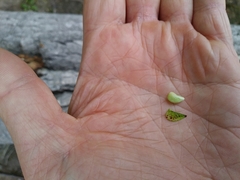 Hylodesmum glutinosum