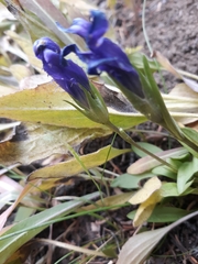 Gentianopsis barbellata
