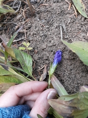 Gentianopsis barbellata