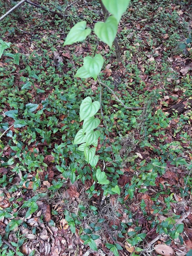 Florida yam (Dioscorea floridana)