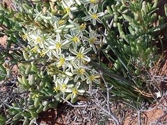 Albuca consanguinea