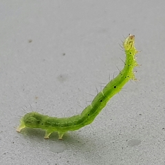 Chrysodeixis chalcites