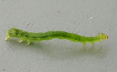 Chrysodeixis chalcites