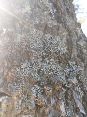 Hypogymnia incurvoides