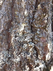 Hypogymnia incurvoides
