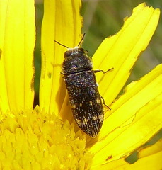 Acmaeoderella