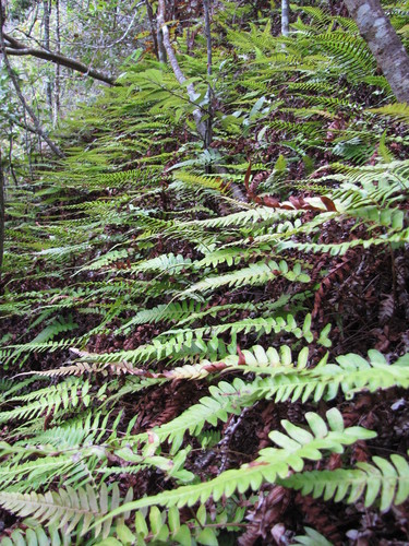 Blechnum appendiculatum