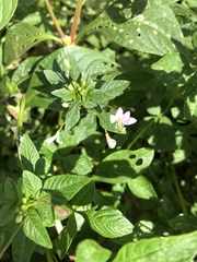 Magnoliopsida