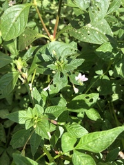 Magnoliopsida