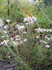 Ionactis linariifolia