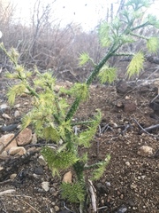 Cnidoscolus maculatus